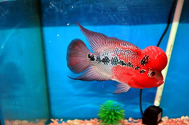 Giai Đoạn Thiếu Niên