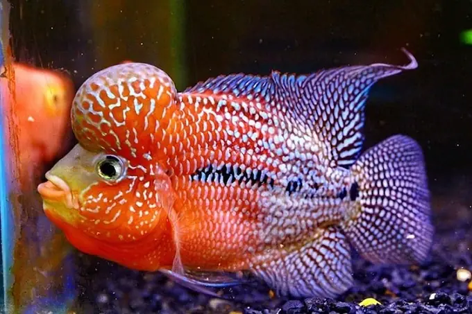Mua Cá La Hán Con Ở Đâu