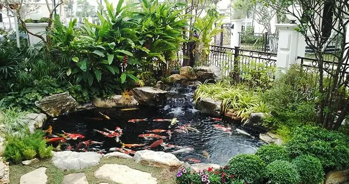 Đặc Điểm Hình Thái Của Cá Koi
