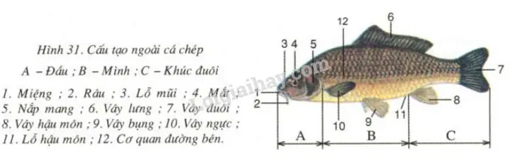 Cá Chép Sống Trong Môi Trường Nước Ngọt (hồ. Ao. Ruộng, Sông, Suối...). Chúng Ưa Các Vực Nước Lặng. Cá Chép Ăn Tạp : Ăn Giun, Ốc. Ấu Trùng Côn Trùng Và Thực Vật Thuỷ Sinh.
