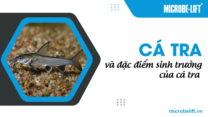 Đặc Tính Cá Tra: Toàn Cảnh Từ Hình Thái Đến Giá Trị Kinh Tế