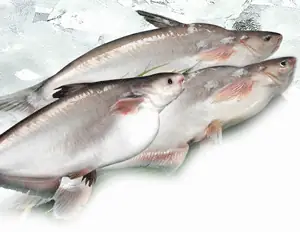 Đặc Tính Cá Tra