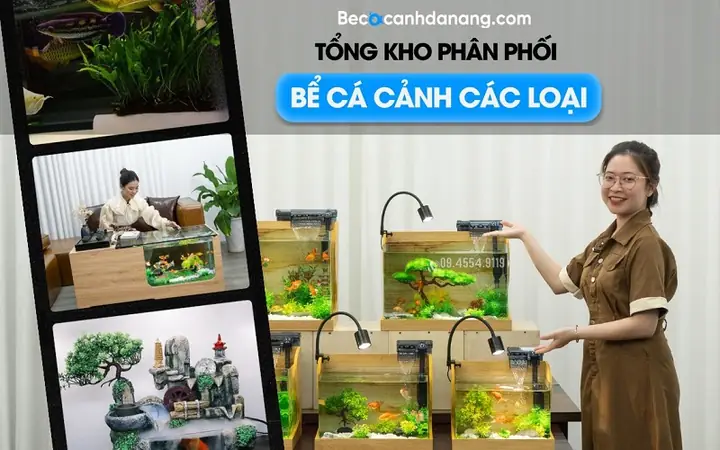 Đại Lý Cá Cảnh Là Gì? Hướng Dẫn Chọn Mua Cá Cảnh Uy Tín, Chất Lượng