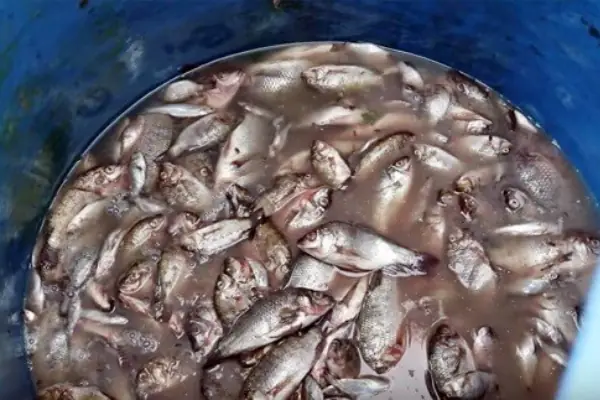 Lưu Ý Khi Ủ Phân Đạm Cá