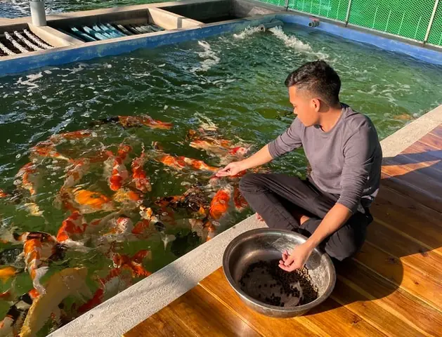Hướng Dẫn Chi Tiết Đào Ao Nuôi Cá Koi: Từ Khâu Thiết Kế Đến Chăm Sóc