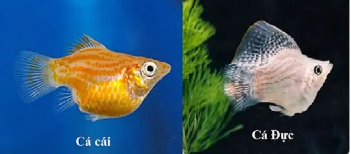Cách Chuẩn Bị Cho Cá Sắp Đẻ