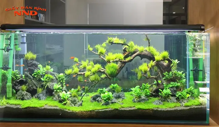 Hướng Dẫn Chi Tiết Về Decal 3d Hồ Cá: Trang Trí, Bảo Quản Và Mẹo Chọn Mua