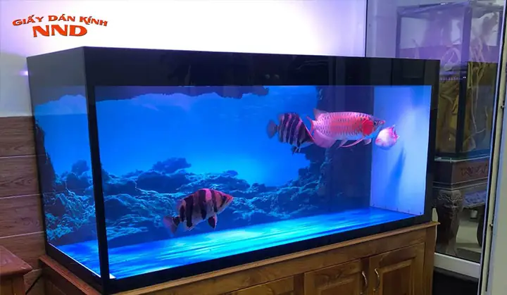 Hướng Dẫn Chi Tiết Về Decal 3d Hồ Cá: Trang Trí, Bảo Quản Và Mẹo Chọn Mua