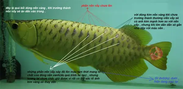 Đèn Pom Cá Rồng Là Gì Và Tại Sao Nó Quan Trọng?