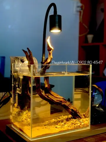 Hướng Dẫn Chọn Và Lắp Đặt Đèn Rọi Hồ Cá Chuẩn Kỹ Thuật, Tăng Vẻ Đẹp Và Sức Khỏe Cho Thủy Sinh Hướng Dẫn Chọn Và Lắp Đặt Đèn Rọi Hồ Cá Chuẩn Kỹ Thuật, Tăng Vẻ Đẹp Và Sức Khỏe Cho Thủy Sinh