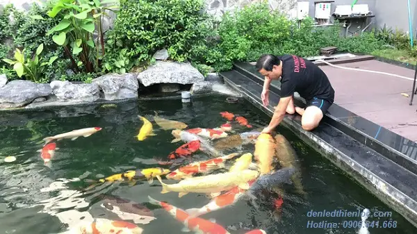 Cuối Cùng, Làm Thế Nào Để Lựa Chọn Đèn Trang Trí Bể Cá Ngoài Trời Phù Hợp?