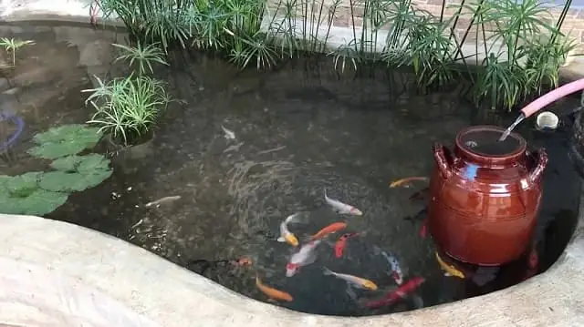 Cuối Cùng, Làm Thế Nào Để Lựa Chọn Đèn Trang Trí Bể Cá Ngoài Trời Phù Hợp?