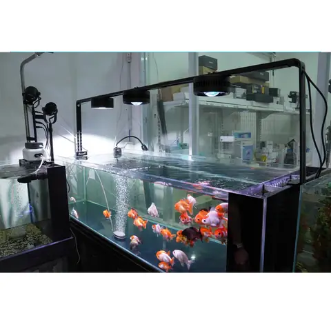 Hướng Dẫn Lắp Đặt Và Sử Dụng Đèn Treo Hồ Cá Hiệu Quả Cho Người Mới Bắt Đầu