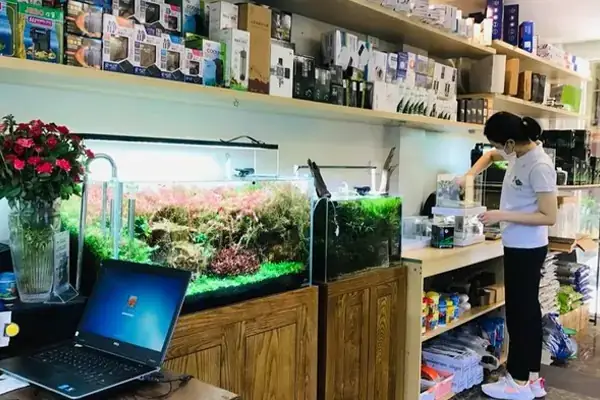 Lời Khuyên Khi Mua Cá 7 Màu Ở Hà Nội