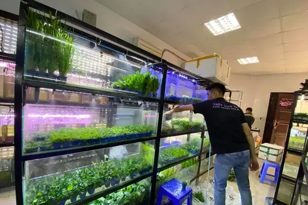 Tiêu Chí Lựa Chọn Địa Chỉ Bán Cá 7 Màu Đẹp Ở Hà Nội