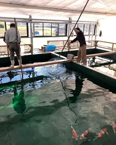 Điểm Bán Cá Koi Giá Rẻ Nhất Thị Trường
