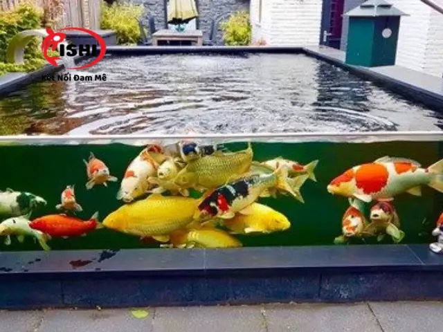 Tiêu Chí Lựa Chọn Cửa Hàng Cá Koi Uy Tín