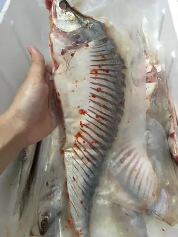 Cá Chép Sông Sạch - 160k/kg
