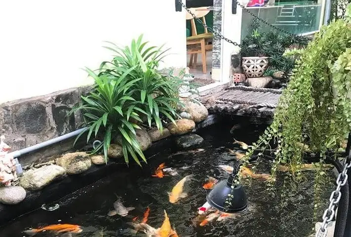 Koikichi – Cafe Cá Koi Thủ Đức Koikichi – Cafe Cá Koi Thủ Đức