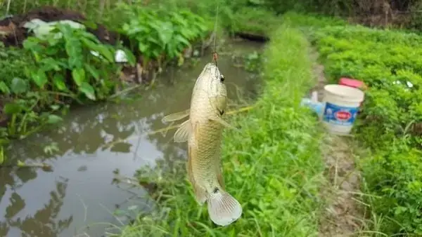 Kênh Nước Đen (đoạn Qua Bình Tân)