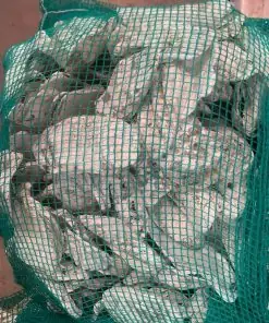 Vỏ Hàu Ion