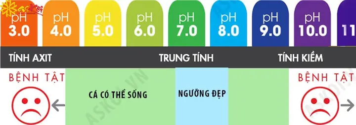 Độ Ph Bao Nhiêu Là Tốt Cho Cá: Cẩm Nang Kiểm Soát Môi Trường Hồ Cá