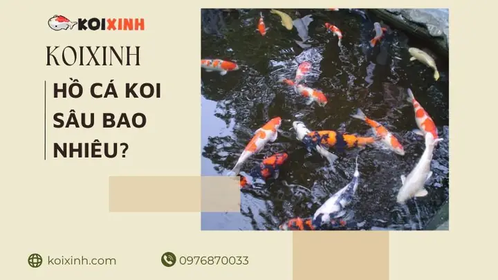 Độ Sâu Bể Cá Koi Lý Tưởng Là Bao Nhiêu? Hướng Dẫn Thiết Kế Bể Chuẩn Kỹ Thuật