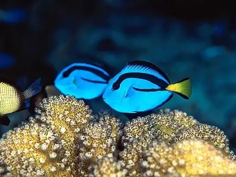 Dory Có Dễ Mắc Bệnh Không? “thần Nấm” Là Vì Sao?