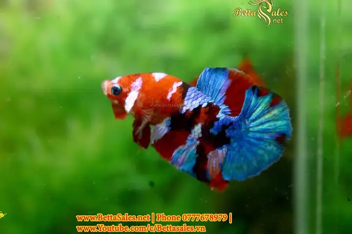 Hướng Dẫn Ép Cá Betta Cận Huyết: Lợi Ích, Rủi Ro Và Cách Làm An Toàn