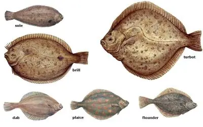 Flatfish Là Cá Gì? Đặc Điểm, Môi Trường Sống Và Các Món Ngon Từ Cá Flatfish