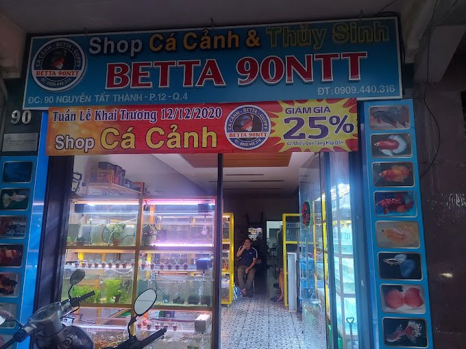 Chỗ Bán Cá Xiêm Ở TPHCM Uy Tín Cho Người Mới Kinh nghiệm mua cá xiêm khỏe và đẹp cho người mới