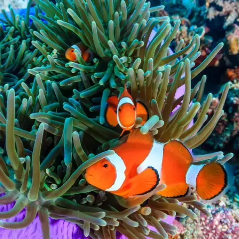 Hiểu Rõ Về Cá Hề Nemo Và Ý Định Tìm Kiếm Giá Của Bạn