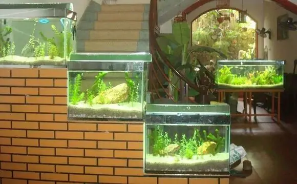 Các Yếu Tố Cấu Thành Giá Của Bể Cá Cảnh Đẹp: Các Yếu Tố Cấu Thành Giá Của Bể Cá Cảnh Đẹp: