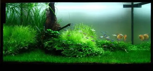 Giá Bể Cá Cảnh Thủy Sinh: