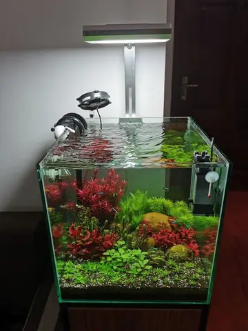 Lưu Ý Quan Trọng Khi Chọn Mua Bể Cá Thủy Sinh