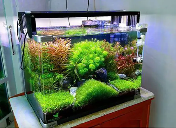 Lưu Ý Quan Trọng Khi Chọn Mua Bể Cá Thủy Sinh