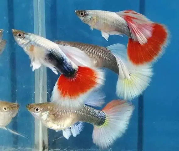 Tổng Hợp Các Mẫu 7 Màu Đẹp Hiện Nay