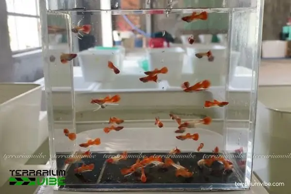 Giá Của Cá Bảy Màu Koi Đỏ Tham Khảo