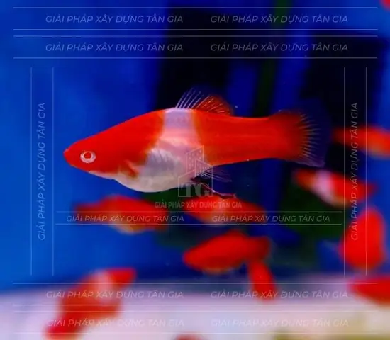 Non Bộ Cá Koi Tân Gia