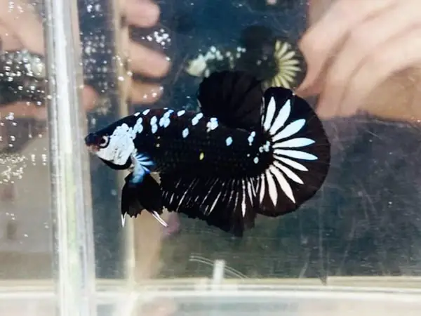 Dưới Đây Là Bảng Giá Mới Nhất Cho Các Biến Thể Của Cá Betta Samurai: Dưới Đây Là Bảng Giá Mới Nhất Cho Các Biến Thể Của Cá Betta Samurai: