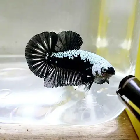 Đặc Điểm Nổi Bật Của Cá Betta Samurai