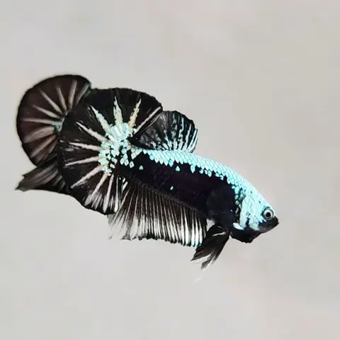 Cá Betta Samurai: Sự Kết Hợp Tuyệt Vời Giữa Nghệ Thuật Và Sức Mạnh Cá Betta Samurai: Sự Kết Hợp Tuyệt Vời Giữa Nghệ Thuật Và Sức Mạnh