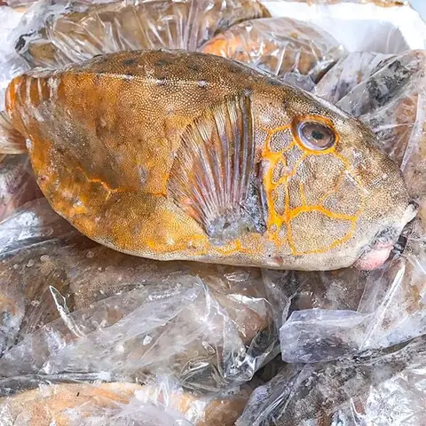 Cá Bò Hòm Là Cá Gì? Cá Bò Hòm Là Cá Gì?