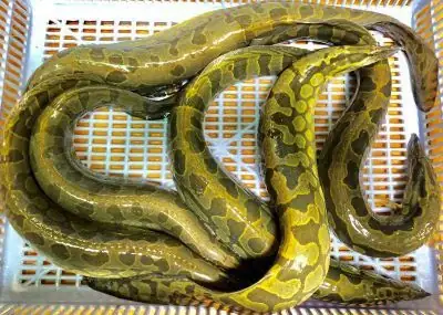 Giá Cá Chạch Lấu Giống: Bảng Giá, Kỹ Thuật Nuôi & Địa Chỉ Uy Tín Nhất