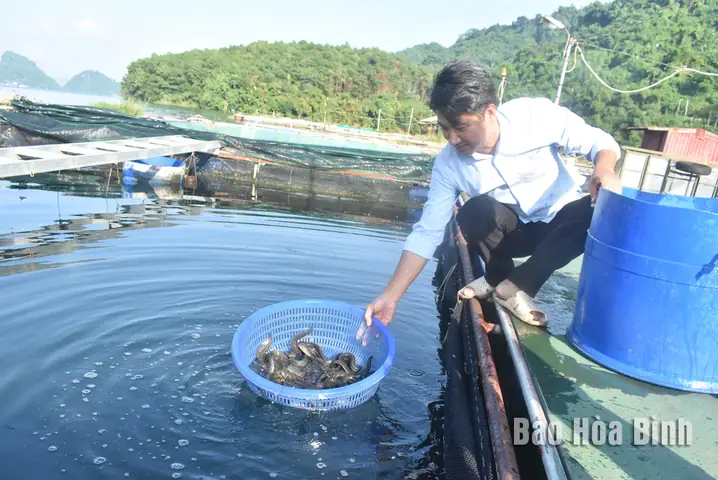 Giá Cá Chạch Lấu Giống Miền Bắc