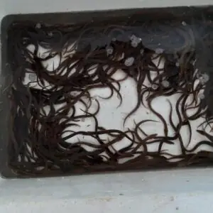 Giá Cá Chình Giống