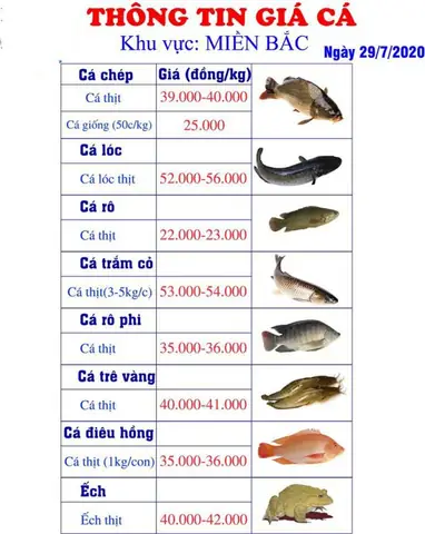 Giá Cá Giống Miền Bắc: Bảng Giá & Kinh Nghiệm Chọn Mua Từ A-z