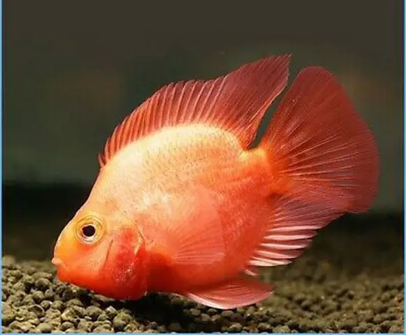 Gợi Ý Địa Chỉ Mua Cá Hồng Két Đẹp, Giá Tốt