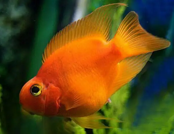 Đôi Nét Tổng Quan Về Cá Hồng Két