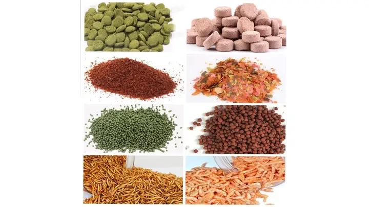 Thức Ăn Phù Hợp Cho Cá Rồng Huyết Long Nhỏ
